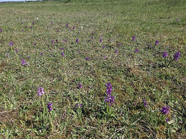 Anacamptis morio  - Dominique Chigot