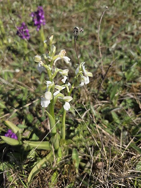 Anacamptis morio  - Dominique Chigot