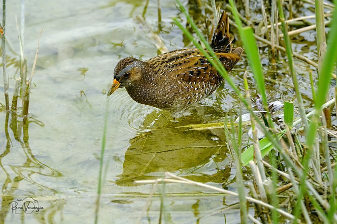 Voltolino  - Stefano Bassi