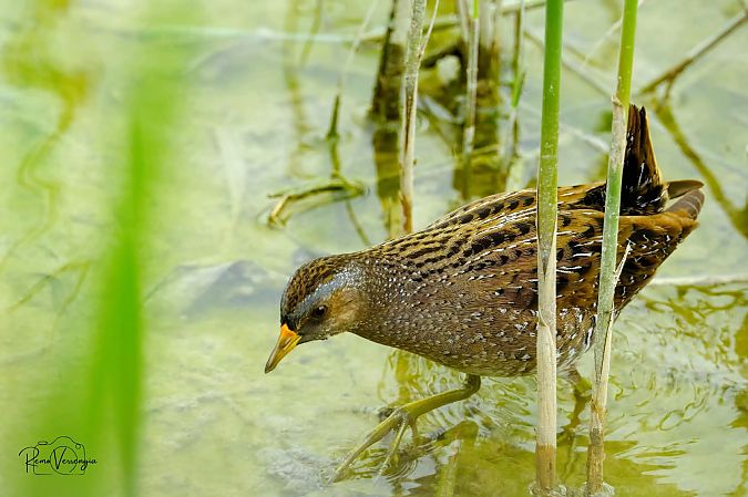 Voltolino  - Stefano Bassi