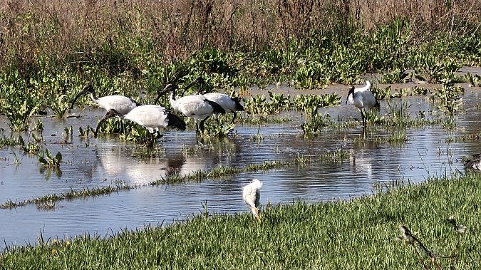 Ibis sacré  - Pierluigi Serravalle