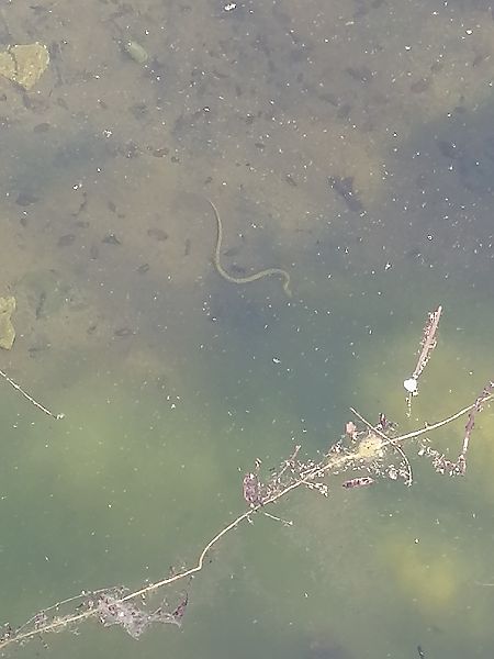 Serp d'aigua  - Judit Castaño Abad