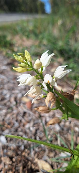 Cephalanthera longifolia  - Antoni Mariné
