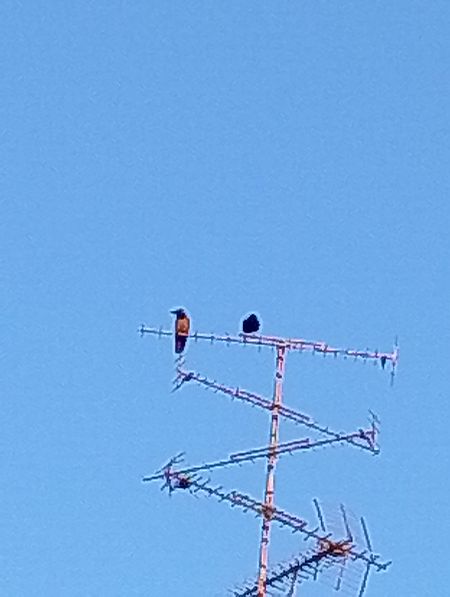 Cornacchia nera  - Gabriele Papale