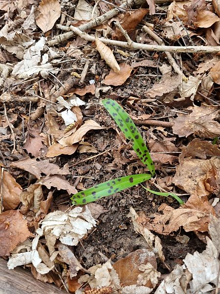 Orchis mascula  - Christophe Alavoine