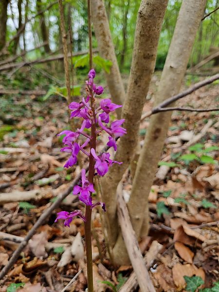 Orchis mascula  - Christophe Alavoine