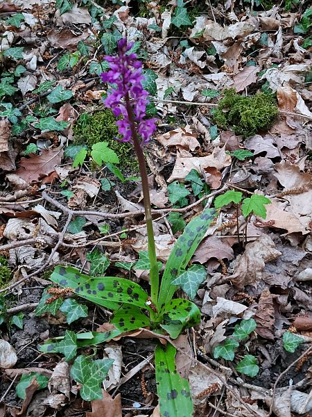Orchis mascula  - Christophe Alavoine