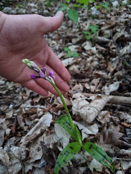 Orchis mascula  - Christophe Alavoine