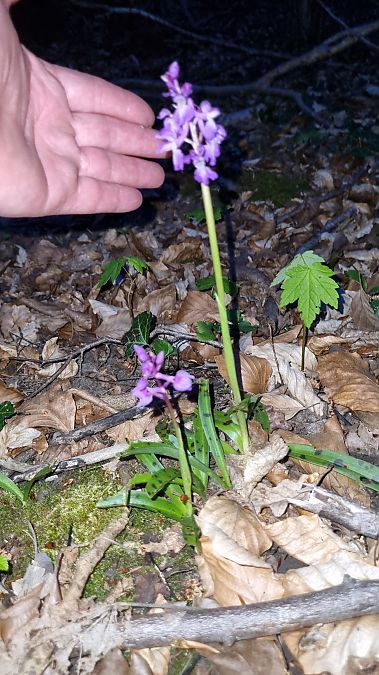 Orchis mascula  - Christophe Alavoine