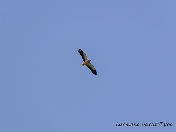 Sai zuria  - Mikel Etxegarai