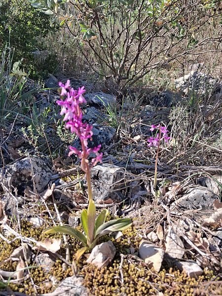 Orchis olbiensis  - Patrick Serra