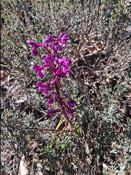 Orchis olbiensis  - Patrick Serra