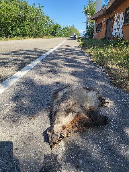 Toixó, teixó  - Josep Barbarà