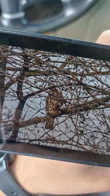 Merlin  - Oliwier Myka