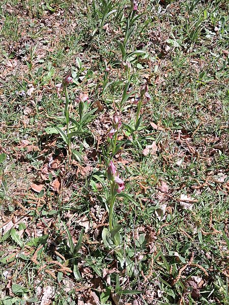 Serapias lingua  - Robert Malrieu