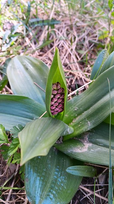 Orchis purpurea  - Stella Morel