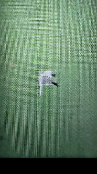 błotniak stepowy  - Przemysław Stachyra