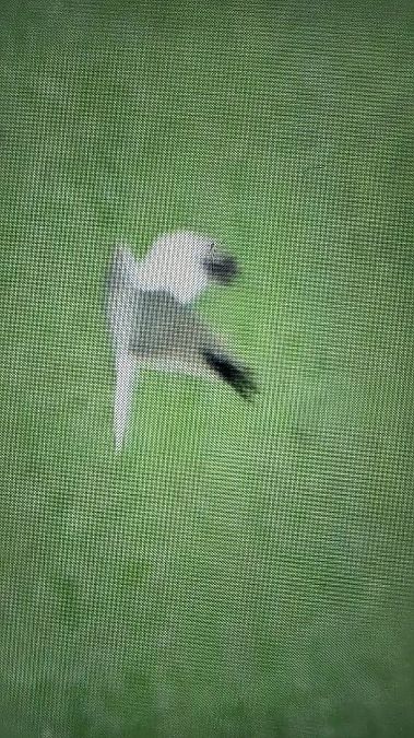 błotniak stepowy  - Przemysław Stachyra