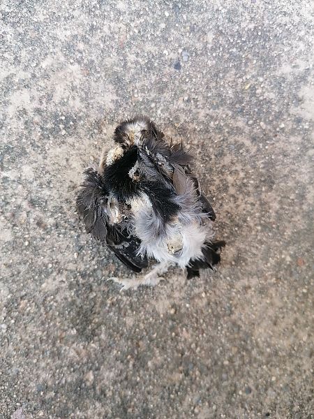 Western House Martin  - Judit Castaño Abad