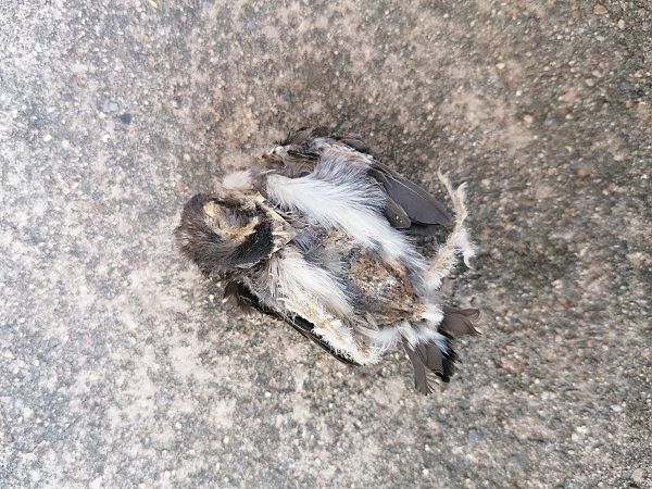 Oreneta cuablanca  - Judit Castaño Abad