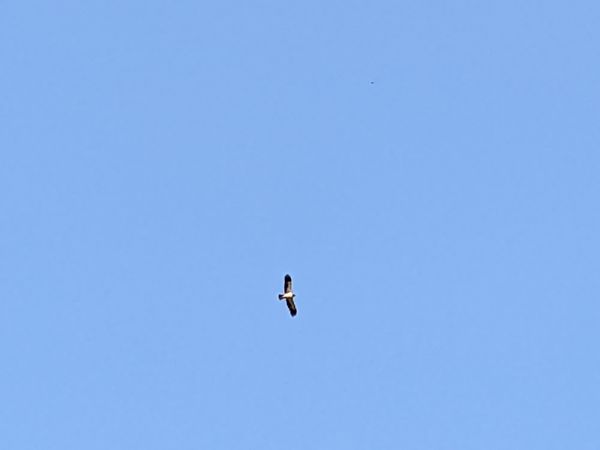 Àguila calçada  - Nika Grube