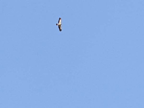 Àguila calçada  - Nika Grube