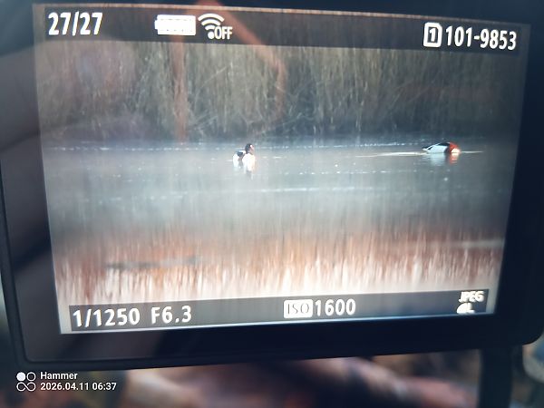 ohar  - Eliasz Dziadul