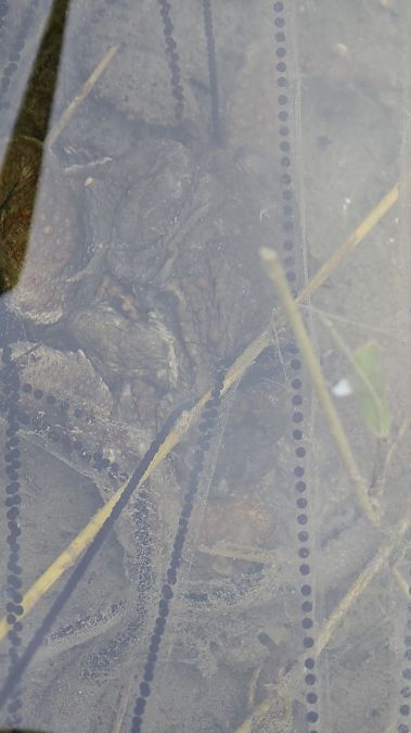 Rospo comune  - Carlotta Fassina