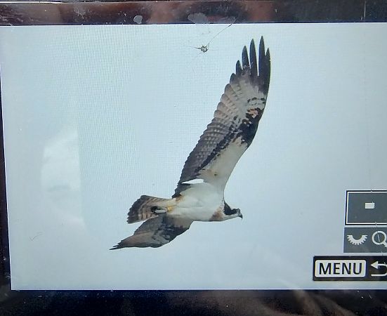 rybołów  - Stanisław Turowski