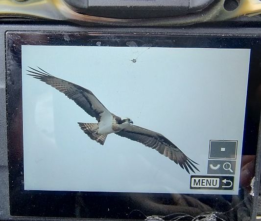 Fischadler  - Stanisław Turowski