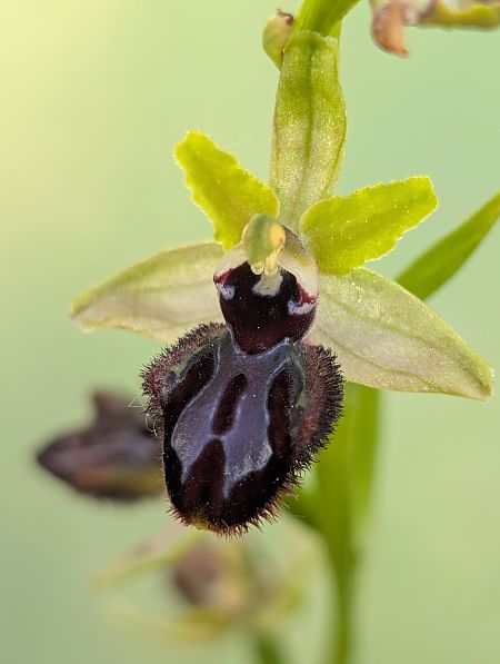 Ophrys incubacea  - Delarbre Sébastien