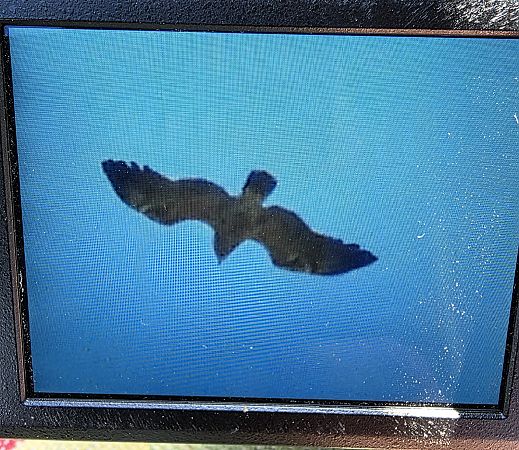 orlik krzykliwy  - Robert Locman