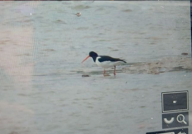 ostrygojad  - Stanisław Turowski