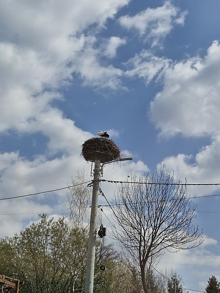 bocian biały  - Tomasz Zarzycki