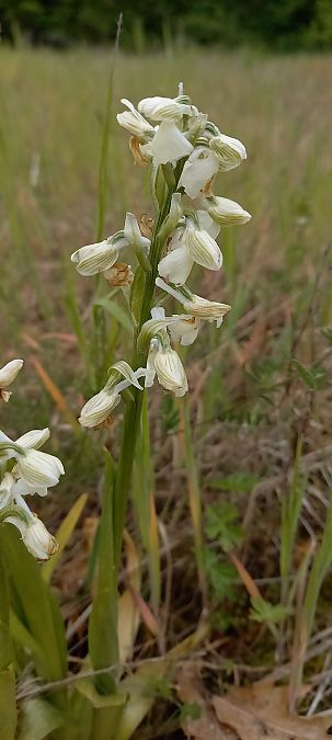 Anacamptis morio  - Natacha Rouzeau