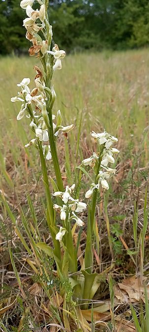 Anacamptis morio  - Natacha Rouzeau