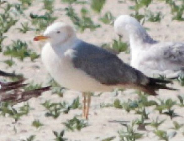 Gabbiano reale  - Guillaume Locatelli