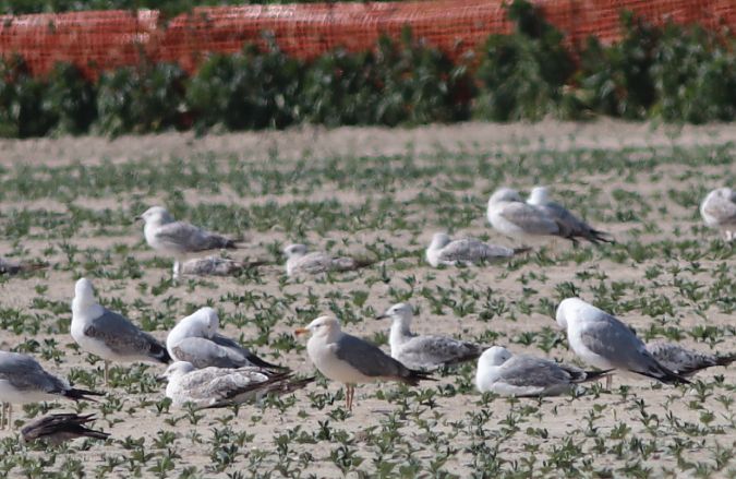 Gabbiano reale  - Guillaume Locatelli