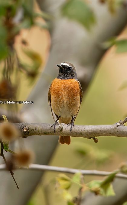 Cotxa cua-roja  - Jose Molis
