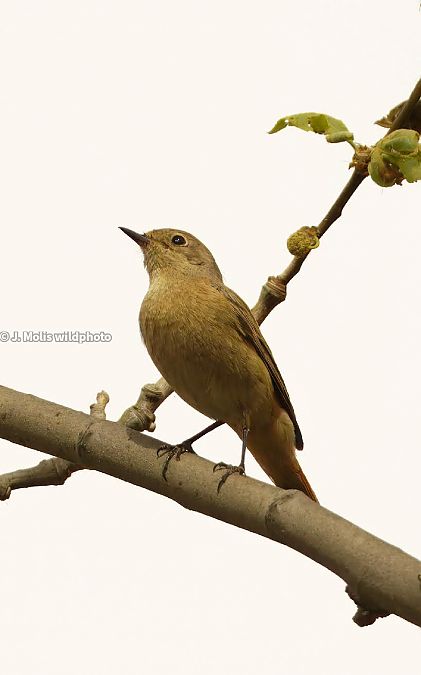 Cotxa cua-roja  - Jose Molis