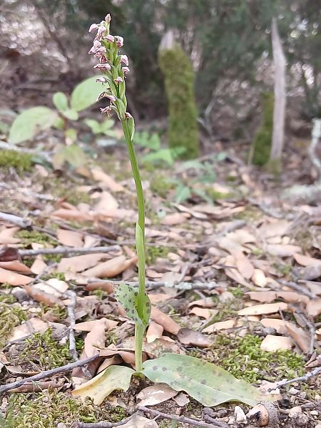 Neotinea maculata  - Mariona Picart