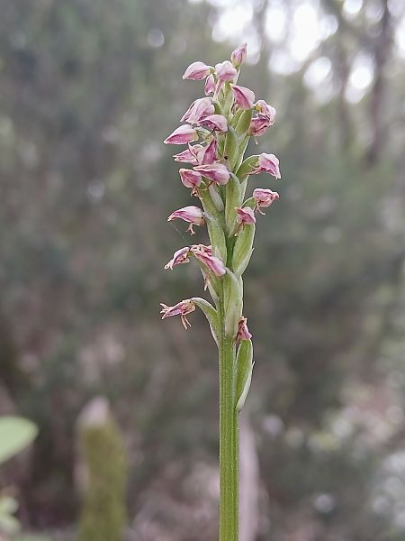 Neotinea maculata  - Mariona Picart