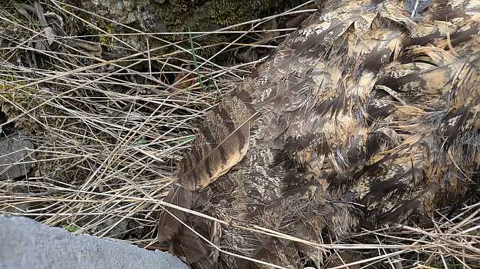 Oiseau indéterminé  - Ramona Kahlhammer