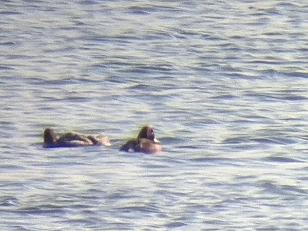 podgorzałka  - Wojciech Siuda