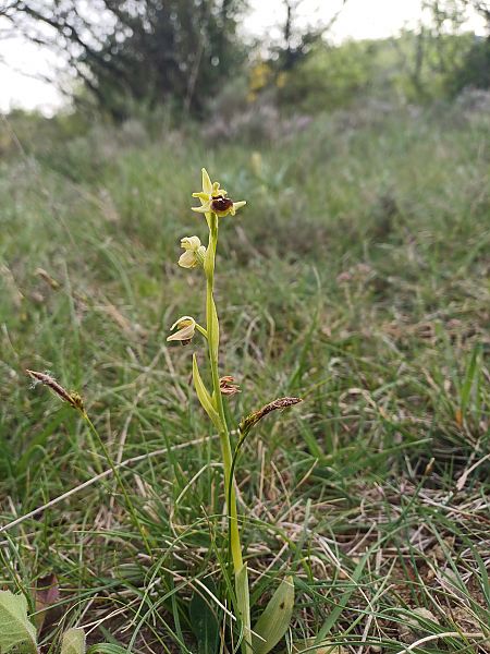 Ophrys araneola  - Alain Garcin