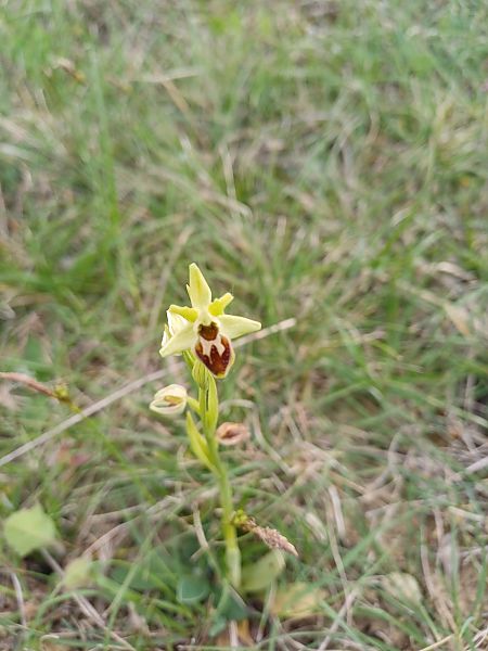 Ophrys araneola  - Alain Garcin