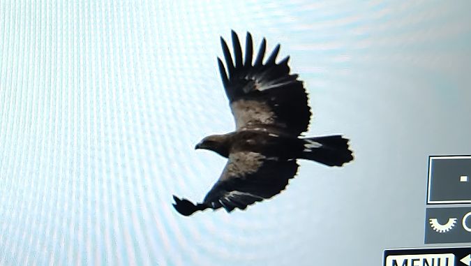 orlik krzykliwy  - Ryszard Dworak