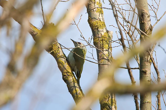 dzięcioł zielonosiwy  - Maciej Kulmajer