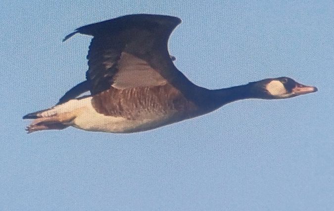 gęgawa x bernikla kanadyjska  - Dawid Kilon