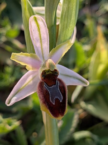 Ophrys splendida  - Patrick Benoit
